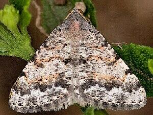 Digrammia colorata